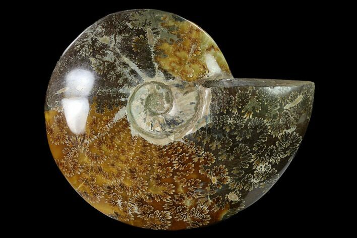 Polished, Agatized Ammonite (Cleoniceras) - Madagascar #149167